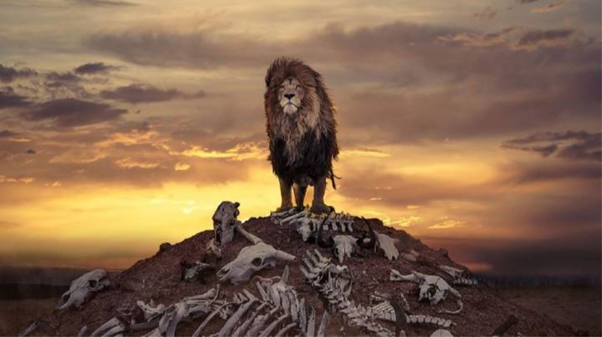12 lời tiên tri về giấc mơ thấy sư tử sẽ giúp bạn đổi đời